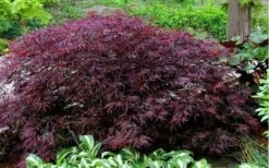 Red Dragon Dwarf Japanese Maple - 3 Gallon Pot -Azaleas Store Picture Japanese Maple Red Dragon