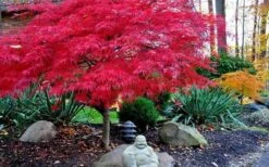 Red Dragon Dwarf Japanese Maple - 2 Gallon Pot 14 Red Dragon Dwarf Japanese Maple - 2 Gallon Pot -Azaleas Store Picture Japanese Maple Red Dragon 4 1