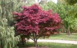 Red Japanese Maple - Acer Palmatum 'Atropurpureum' - 1 Gallon Pot -Azaleas Store Picture Japanese Maple Red Leaf