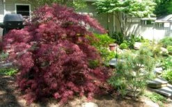 Tamukeyama Dwarf Red Japanese Maple - 2 Gallon Pot -Azaleas Store Picture Japanese Maple Tamukeyama 3 2