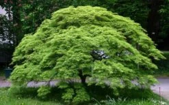 Viridis Dwarf Green Japanese Maple - 1 Gallon Pot -Azaleas Store Picture Japanese Maple Viridis