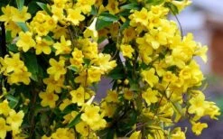 Carolina Yellow Jasmine (Jessamine) Gelsemium Sempervirens - 3 Gallon Pot -Azaleas Store Picture Jasmine Carolina 6