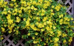 Carolina Yellow Jasmine (Jessamine) Gelsemium Sempervirens - 3 Gallon Pot -Azaleas Store Picture Jasmine Carolina 7