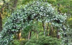 Star Jasmine Vine (Trachelospermum Jasminoides) - 1 Gallon Pot -Azaleas Store Picture Jasmine Confederate On Arch 2