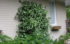 Star Jasmine Vine (Trachelospermum Jasminoides) - 1 Gallon Pot -Azaleas Store Picture Jasmine Confederate On Trellis 2