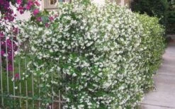 Star Jasmine Vine (Trachelospermum Jasminoides) - 3 Gallon Pot -Azaleas Store Picture Jasmine Confederate Vine 1