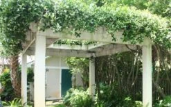 Confederate Jasmine Vine (Trachelospermum Jasminoides) - 6 Pack Of 1 Gallon Pots -Azaleas Store Picture Jasmine Confederate Vine 2 1