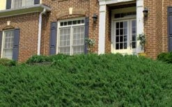 Blue Pacific Juniper - 6-Pack Of 1 Gallon Pots -Azaleas Store Picture Juniper Blue Pacific Hill