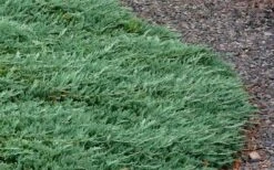 Blue Rug Juniper - 6-Pack Of 1 Gallon Pots -Azaleas Store Picture Juniper Blue Rug 3 1