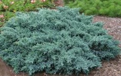 Blue Star Juniper - 6-Pack Of 1 Gallon Pots 10 Blue Star Juniper - 6-Pack Of 1 Gallon Pots -Azaleas Store Picture Juniper Blue Star