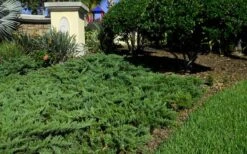 Parsons Juniper - Juniperus Davurica 'Parsonii' - 1 Gallon Pot 11 Parsons Juniper - Juniperus Davurica 'Parsonii' - 1 Gallon Pot -Azaleas Store Picture Juniper Parsons Border 2 1