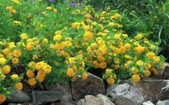 New Gold Hardy Lantana - 1 Gallon Pot 13 New Gold Hardy Lantana - 1 Gallon Pot -Azaleas Store Picture Lantana Trailing New Gold 2