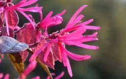 Purple Pixie Loropetalum - 2.5 Quart Pot -Azaleas Store Picture Loropetalum Purple Pixie Flower 1