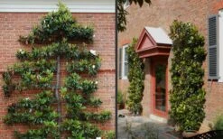 Little Gem Dwarf Southern Magnolia - 1 Gallon Pot -Azaleas Store Picture Magnolia Little Gem Espalier 2 1