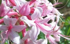 Varnadoes Phlox Pink Native Azalea - Rhododendron Canescens - 1 Gallon Pot -Azaleas Store Picture Native Azalea Varnadoes Pink Phlox Closeup 1