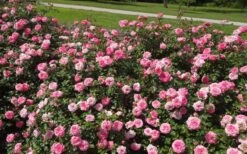 Sweet Drift Groundcover Rose - 3 Gallon Pot -Azaleas Store Picture Rose Drift Sweet 1