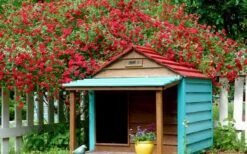 Red Cascade Miniature Climbing Rose - 1 Gallon Pot -Azaleas Store Picture Rose Red Cascade 1