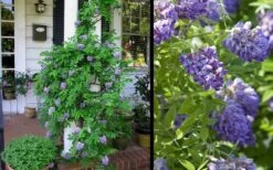 Amethyst Falls Wisteria Vine - 1 Gallon Pot -Azaleas Store Picture Wisteria Amethyst Falls 2