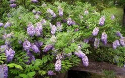 Amethyst Falls Wisteria Vine - 1 Gallon Pot -Azaleas Store Picture Wisteria Amethyst Falls 5