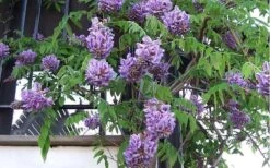 Amethyst Falls Wisteria Vine - 3 Gallon Pot -Azaleas Store Picture Wisteria Amethyst Falls Vine 1 1