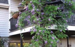 Amethyst Falls Wisteria Vine - 1 Gallon Pot -Azaleas Store Picture Wisteria Amethyst Falls Vine