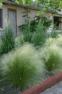 Pony Tails Mexican Feather Grass - Stipa Tennuissima - 6 Pack Of 1 Gallon Pots -Azaleas Store Ponytails Grass Mexican Feather Rev 500x750 4