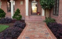 Purple Pixie Loropetalum - 2.5 Quart Pot -Azaleas Store Purple Pixie Loropetalum Border 1