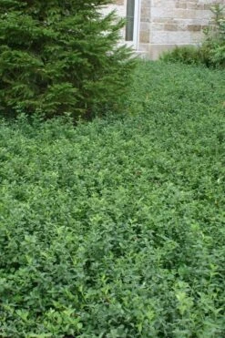 Purple Wintercreeper - Euonymus Fortunei Coloratus - 18 Count Flat Of Pint Pots -Azaleas Store Purple Wintercreeper 5 3