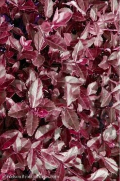 Purple Wintercreeper - Euonymus Fortunei Coloratus - 3 Pack Of Pint Pots -Azaleas Store Purple Wintercreeper 7 1