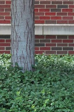 Purple Wintercreeper (Euonymus Fortunei 'Coloratus') - 6 Pack Of Pint Pots -Azaleas Store Purple Wintercreeper 8