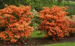 Gibraltar Azalea (Rhododendron) - 3 Gallon Pot -Azaleas Store Rhododendron Gibraltar 1