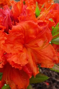 Gibraltar Azalea (Rhododendron) - 3 Gallon Pot -Azaleas Store Rhododendron Gibraltar 4