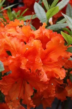 Gibraltar Azalea (Rhododendron) - 3 Gallon Pot