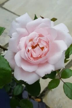 New Dawn Climbing Rose - 5 Gallon Pot -Azaleas Store Rose Climbing New Dawn 12