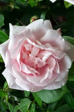 New Dawn Climbing Rose - 5 Gallon Pot -Azaleas Store Rose Climbing New Dawn 17