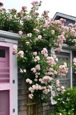 New Dawn Climbing Rose - 5 Gallon Pot -Azaleas Store Rose Climbing New Dawn 18