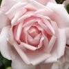 New Dawn Climbing Rose - 5 Gallon Pot -Azaleas Store Rose Climbing New Dawn 3