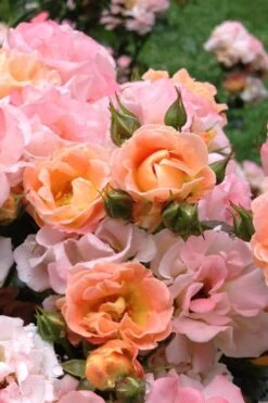 Peach Drift Groundcover Rose - 3 Gallon Pot -Azaleas Store Rose Drift Peach 22
