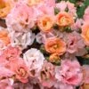 Peach Drift Groundcover Rose - 3 Gallon Pot -Azaleas Store Rose Drift Peach 23