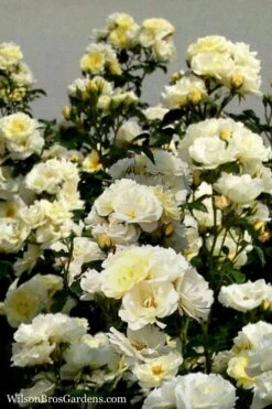 Popcorn Drift Groundcover Rose - 1 Gallon Pot -Azaleas Store Rose Drift Popcorn 16
