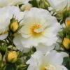 Popcorn Drift Groundcover Rose - 1 Gallon Pot -Azaleas Store Rose Drift Popcorn 19