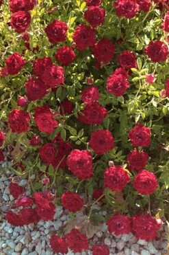 Red Cascade Miniature Climbing Rose - 1 Gallon Pot -Azaleas Store Rose Red Cascade 12