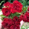 Red Cascade Miniature Climbing Rose - 1 Gallon Pot -Azaleas Store Rose Red Cascade Closeup 2