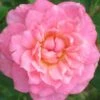 Sunrosa Fragrant Pink Dwarf Shrub Rose - 1 Gallon Pot
