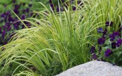 Golden Variegated Sweet Flag - Acorus Gramineus 'Oborozuki' - 18 Count Flats Of Pint Pots -Azaleas Store Sweet Flag Variegated 2