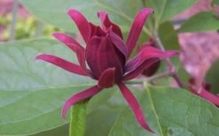 Sweetshrub - Calycanthus Floridus - 3 Gallon Pot -Azaleas Store Sweet Shrub