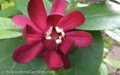 Aphrodite Sweetshrub (Carolina Allspice) - Calycanthus - 1 Gallon Pot 15 Aphrodite Sweetshrub (Carolina Allspice) - Calycanthus - 1 Gallon Pot -Azaleas Store Sweet Shrub Aphrodite 50