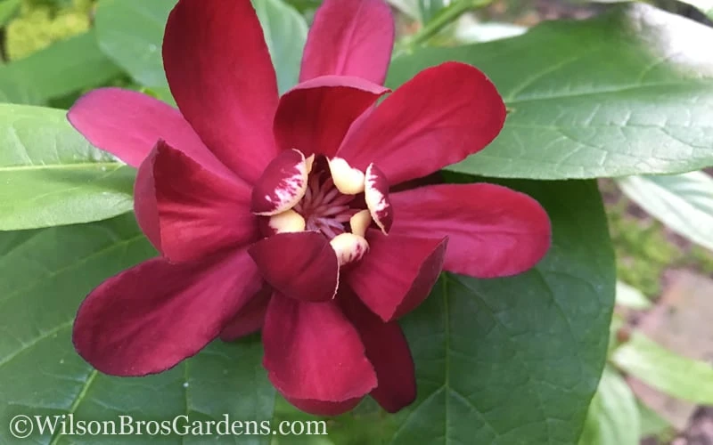 Aphrodite Sweetshrub (Carolina Allspice) - Calycanthus - 1 Gallon Pot 9 Aphrodite Sweetshrub (Carolina Allspice) - Calycanthus - 1 Gallon Pot - Image 7