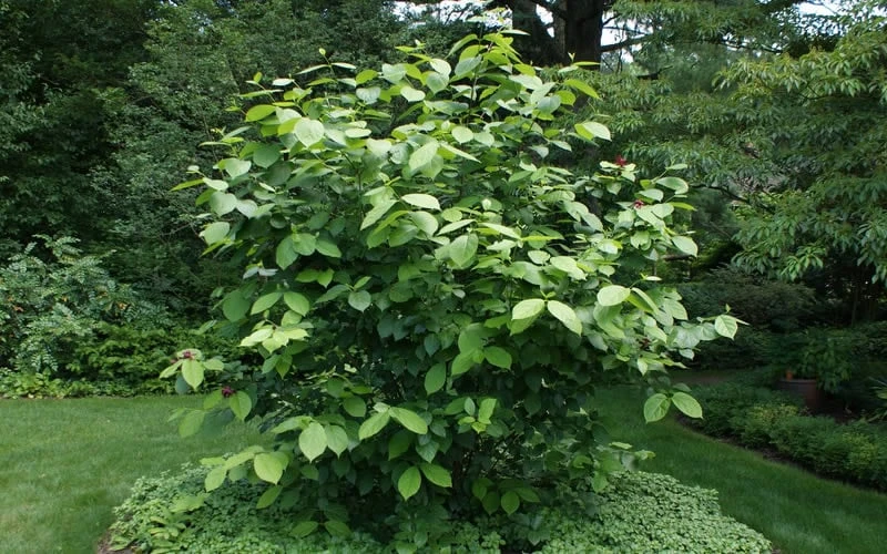 Aphrodite Sweetshrub (Carolina Allspice) - Calycanthus - 1 Gallon Pot 8 Aphrodite Sweetshrub (Carolina Allspice) - Calycanthus - 1 Gallon Pot - Image 6