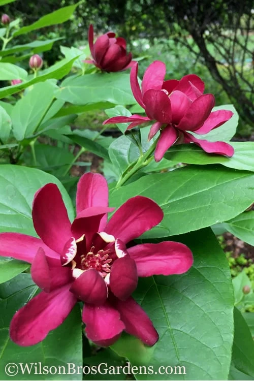 Aphrodite Sweetshrub (Carolina Allspice) - Calycanthus - 1 Gallon Pot 7 Aphrodite Sweetshrub (Carolina Allspice) - Calycanthus - 1 Gallon Pot - Image 5